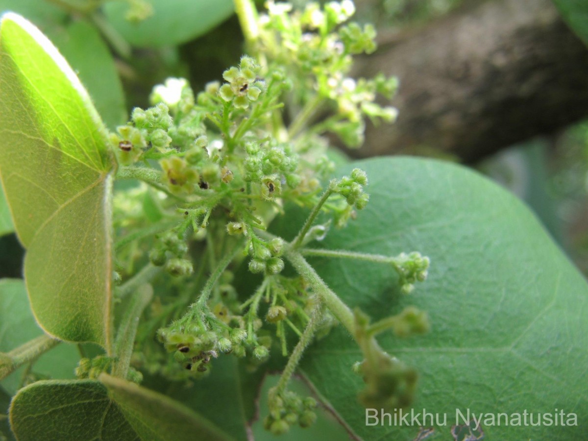 Cissampelos pareira L.